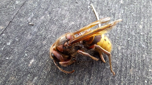 European Hornet