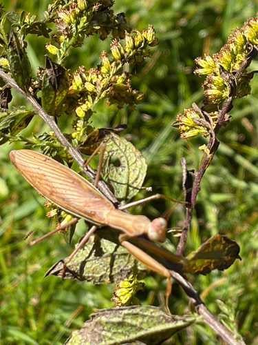 European Mantis