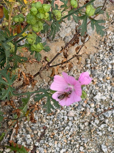 Western Honey Bee