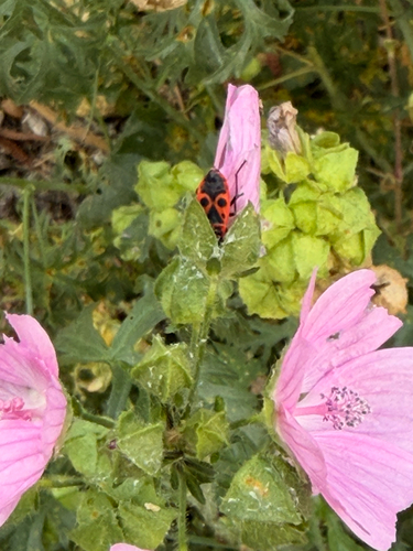 European Firebug