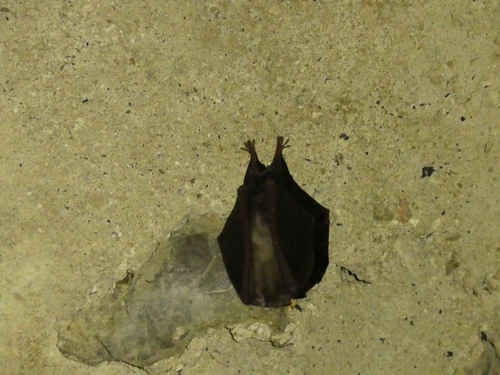 Lesser Horseshoe Bat