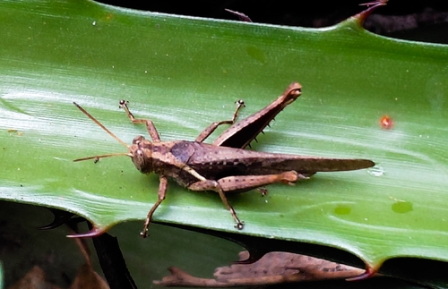 Abracris flavolineata