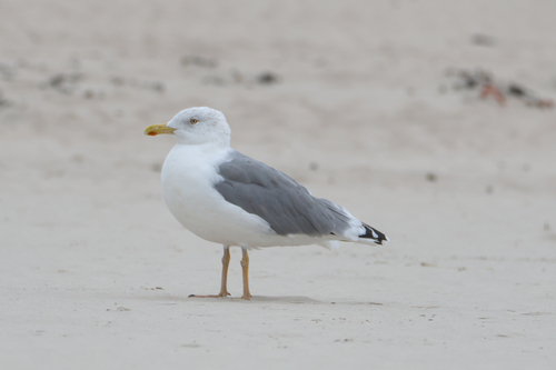 Yellow-legged Gull