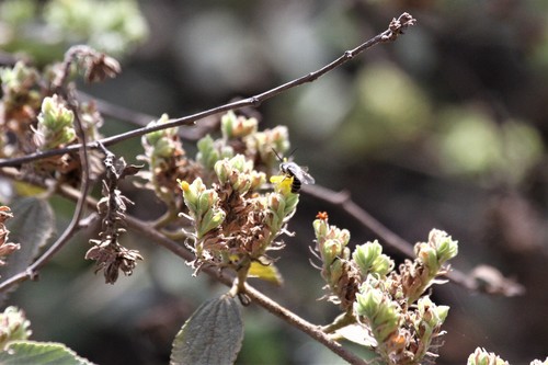 photo of Cellophane Bees (Colletes)