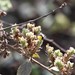 photo of Cellophane Bees (Colletes)