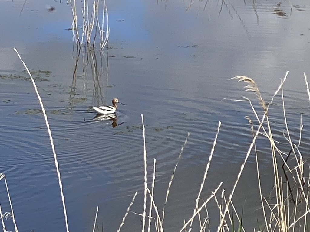 American Avocet from Dike Rd, West Bountiful, UT, US on May 23, 2020 at