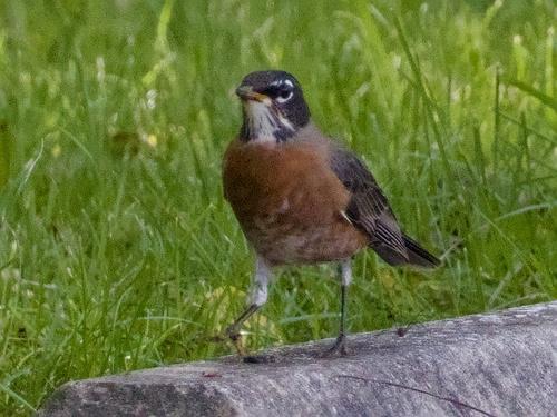 American Robin