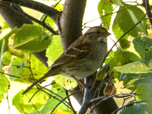 White-throated Sparrow