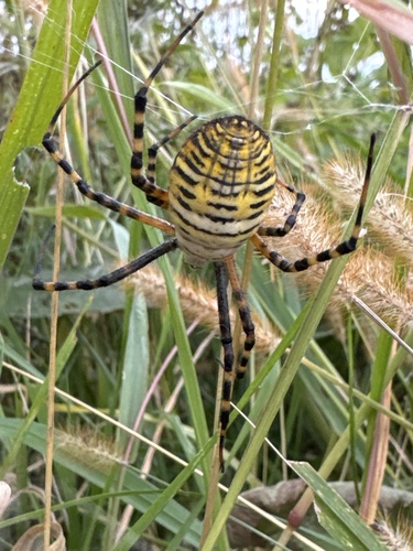 Banded Garden Spider