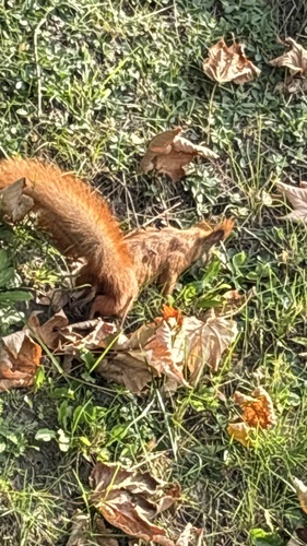 Eurasian Red Squirrel