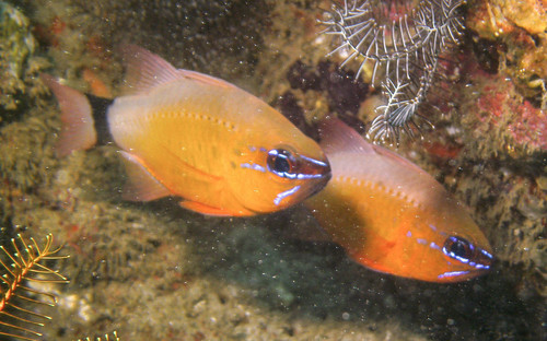 Ringtail Cardinalfish