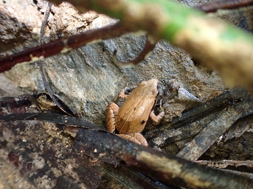 Dark-sided Chorus Frog