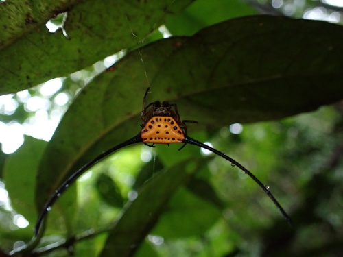 Long-horned Orbweaver