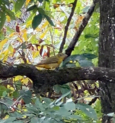 Summer Tanager