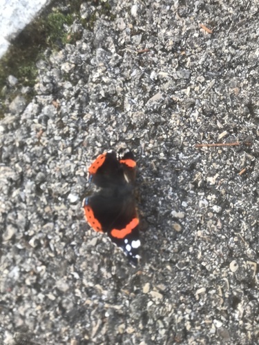 Red Admiral