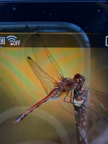 Autumn Meadowhawk