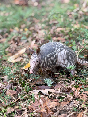 Mexican Long-nosed Armadillo