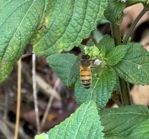Western Honey Bee