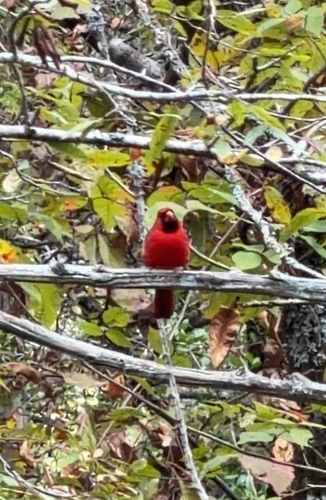 Northern Cardinal
