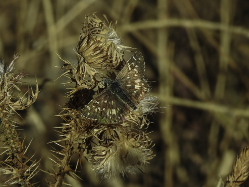 Oberthür's grizzled skipper