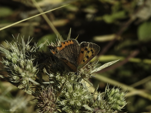 Small Copper