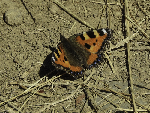 Small Tortoiseshell
