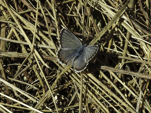 Blue Argus