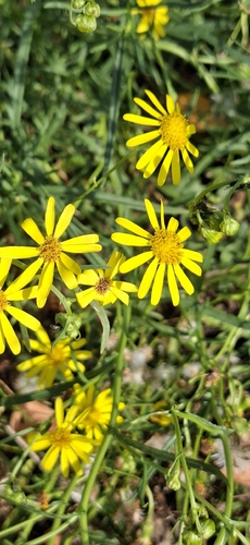 Narrow-leaved Ragwort