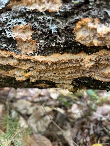 Wrinkled Crust