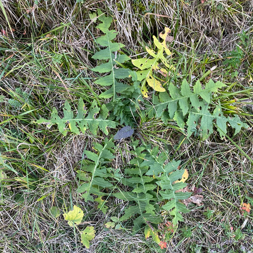 Yellow Thistle