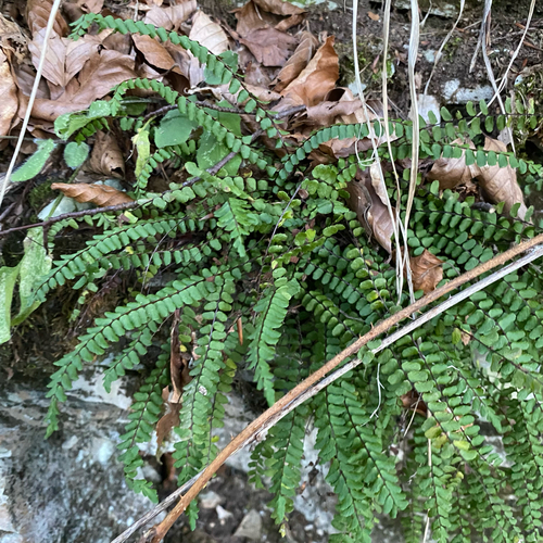 maidenhair spleenwort