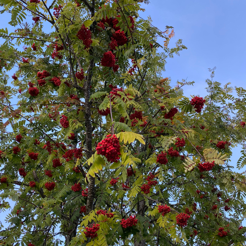 European mountain ash