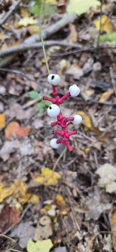 white baneberry