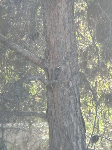Nuttall's Woodpecker