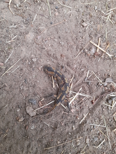 Fire Salamander