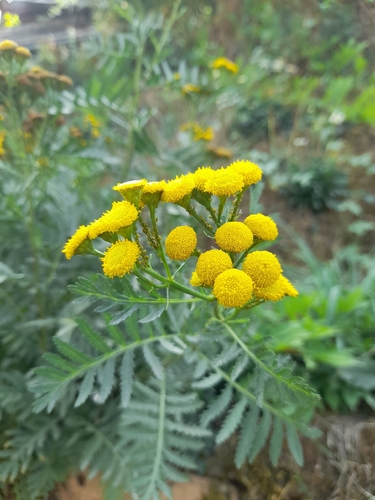 Common Tansy
