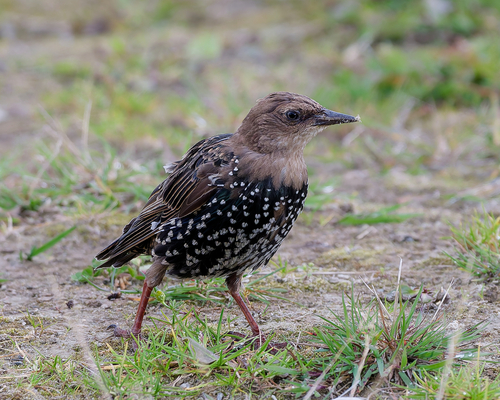 European Starling