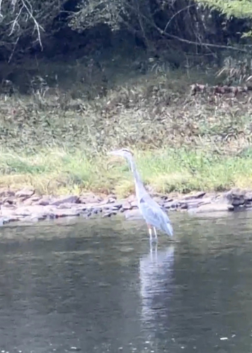 Great Blue Heron