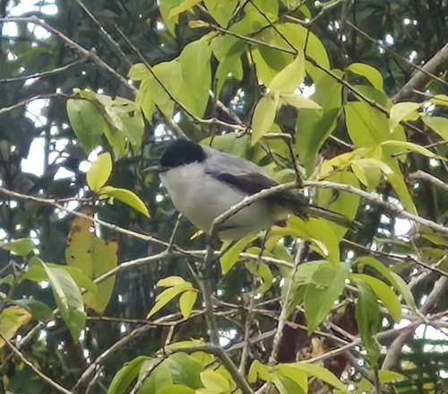 Tropical Gnatcatcher