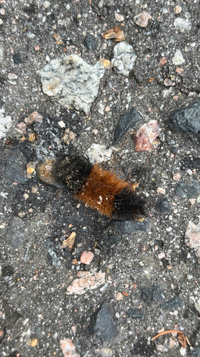 Isabella Tiger Moth