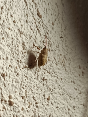 Curculio propinquus