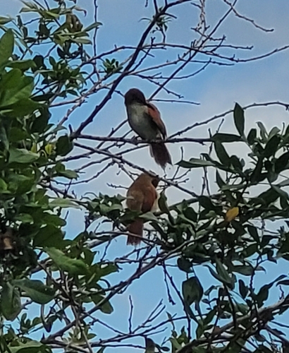 Yellow-chinned Spinetail