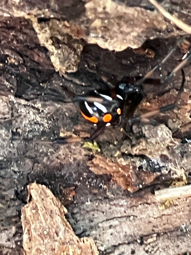 Northern Black Widow