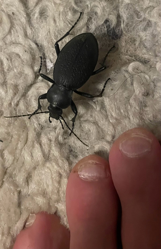 Leather Beetle