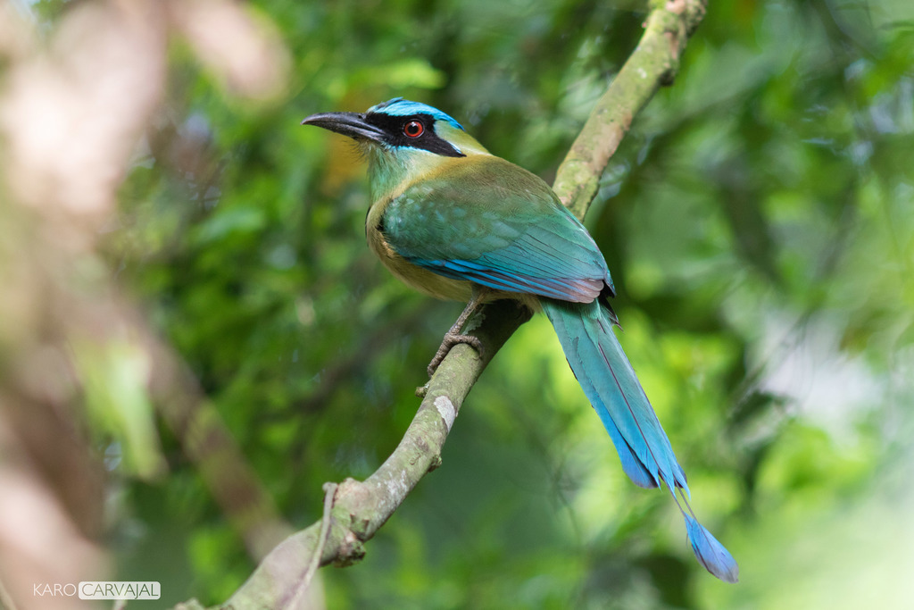 Blue-capped Motmot photo