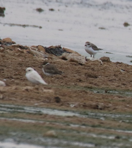 Kentish Plover