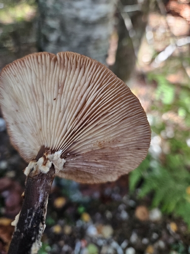 honey mushrooms
