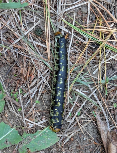 White-lined Sphinx