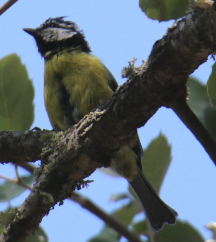 African Blue Tit