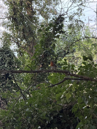 European Robin